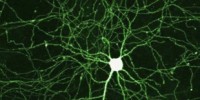 image: Omega-3s Help Heal Nerves
