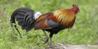 image: Bird Flu Not Contagious Among People