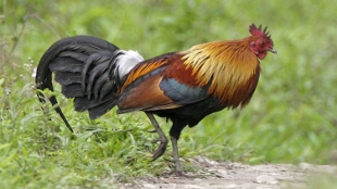 Bird Flu Not Contagious Among People image: Bird Flu Not Contagious Among People