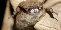 image: Bat Deaths Hit 6 Million