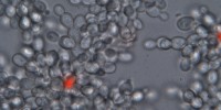image: Evolving Multicellularity