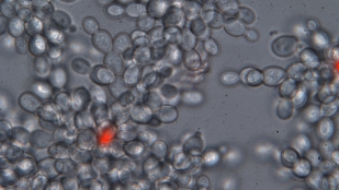 Evolving Multicellularity image: Evolving Multicellularity