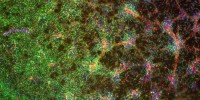 MAP2 neuron from mouse ES cells.Reiko Nagano, NIES2011IN Cell Analyzer Image Competition