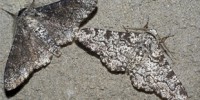 image: Peppered Moths Re-examined