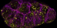 image: Cell Change Up