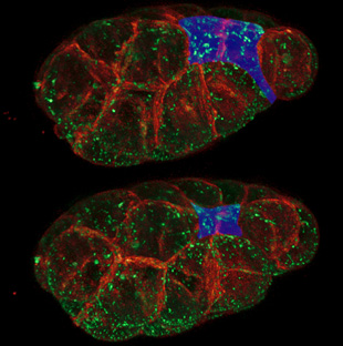 Cells internalizing from the surface of a C. elegans embryo. The outer surface of two internalizing cells are shown in blue; the myosin motors in green; and the plasma membranes in red.