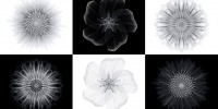 All images courtesy of Macoto Murayama and Frantic Gallery