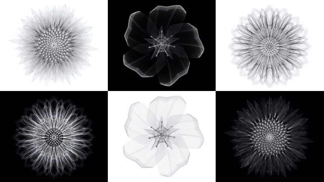 All images courtesy of Macoto Murayama and Frantic Gallery