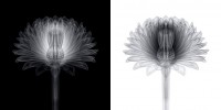 Chrysanthemum