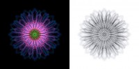 Chrysanthemum