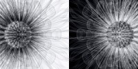 Chrysanthemum