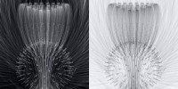 Chrysanthemum