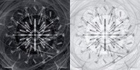 Transvaal daisy