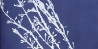 Cyanotype of Fucus nodosus from Anna Atkins' Photographs of British Algae: Cyanotype Impressions, Part II New York Public Library
