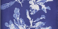 Cyanotype of Delesseria sanguinea from Anna Atkins' Photographs of British Algae: Cyanotype Impressions, Part V New York Public Library
