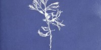 Cyanotype of Cystoseira ericoides from Anna Atkins' Photographs of British Algae: Cyanotype Impressions, Part I New York Public Library