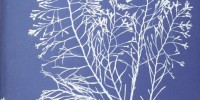 Cyanotype of Cystoseira granulata from Anna Atkins' Photographs of British Algae: Cyanotype Impressions, Part I New York Public Library