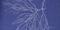 Cyanotype of Chordaria flagelliformis from Anna Atkins' Photographs of British Algae: Cyanotype Impressions, Part IV New York Public Library