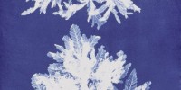 Cyanotype of Delesseria sinuosa from Anna Atkins' Photographs of British Algae: Cyanotype Impressions, Part V New York Public Library