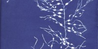 Cyanotype of Cystoseira fibrosa from Anna Atkins' Photographs of British Algae: Cyanotype Impressions, Part II New York Public Library