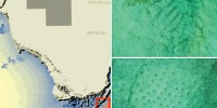 For a couple of days in January 2010, the waters off the Florida coast plunged to a record-low 11°C—well below the 15°C temperature threshold at which corals begin to bleach. The blue areas in the map corresponds to anomalously cold sea surface temperatures in the coastal waters of Florida during January 2010. This was enough to cause a massive die-off of corals near the Florida shore. Of the two bleached corals from Florida pictured above, the top still has a few areas of pigmentation due to the presence of algal endosymbionts, while the coral on the bottom is completely bleached. Fluctuations in water temperature that lead to thermal stress in corals are being monitored on a daily basis by NOAA’s Coral Reef Watch Satellite Bleaching Alert system, which is based on daily sea-surface temperature satellite measurements.  Diego Lirman (corals), Frank Muller-Karger (map)