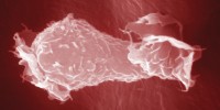 image: Immune Heat