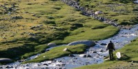 image: Swarming Mongolia