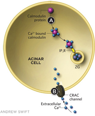 SEARCHING FOR THERAPIES Some compounds have shown promise in reducing intracellular trypsin activation, which triggers acute pancreatitis. Calmodulin, a cytosolic calcium-binding protein found in normally functioning acinar cells, prevents ethanol from eliciting the release of substantial amounts of Ca2+ from intracellular stores, which can prematurely activate trypsin. Small peptide activators of calmodulin (such as CALP-3) can be added to the outside of acinar cells to help mobilize calmodulin and prevent the toxic effects of high alcohol concentrations. Calmodulin helps prevent trypsin activation by binding to inositol trisphosphate receptors (IP3Rs), which inhibits Ca2+ release from ZGs. Caffeine has been shown to have similar inhibitory effects on IP3Rs in ZG membranes (A).There is also the potential for small molecule therapies that interfere with CRAC function and thus alter the influx of extracellular Ca2+ (B).