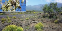 By removing the goats from kipuka alala, Hawaiian authorities hoped to protect the critically endangered Palila honeycreeper bird, which nests and feeds mainly on the seeds of the mamane tree (far right), also endangered. Satellite, airborne, and on-the-ground analysis of vegetation density and composition in Kipuka Alala suggests that the removal of goats seems to have had the unintended effect of enabling the expansion of invasive weed species such as fountain grass and fireweed (weed with flowers). Both are of major concern because fountain grass increases the risk of intense wildfires, and fireweed is toxic to livestock.Ryan P. O'Donnell (bird); Jim Kellner (fireweed)