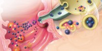 Calcium and the Pancreas image: Calcium and the Pancreas