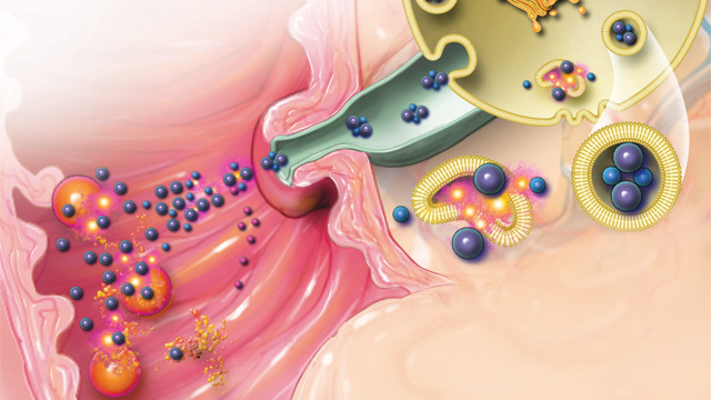 Calcium and the Pancreas image: Calcium and the Pancreas