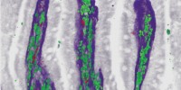 image: Biota Babble