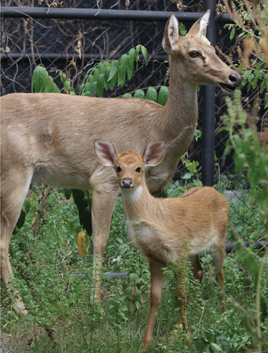 Test-Tube Zoo Babies image: Test-Tube Zoo Babies