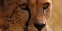 image: Preserving Endangered Gametes