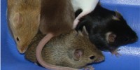 image: New Mice on the Block
