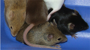New Mice on the Block image: New Mice on the Block