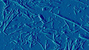 Propitious Prions image: Propitious Prions