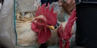 image: Bird Flu Prevalence Underestimated