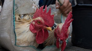 Bird Flu Prevalence Underestimated image: Bird Flu Prevalence Underestimated