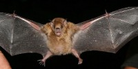 image: Influenza Found in Bats