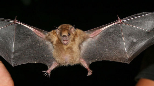 Influenza Found in Bats image: Influenza Found in Bats