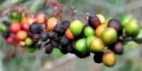 image: Coffee Pest Gene Transfer