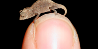 image: Tiny Chameleons, Woeful Names