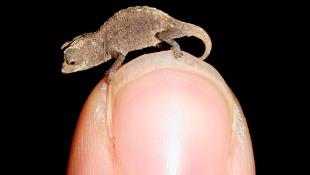Tiny Chameleons, Woeful Names image: Tiny Chameleons, Woeful Names