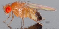 image: Freeze-tolerant Flies