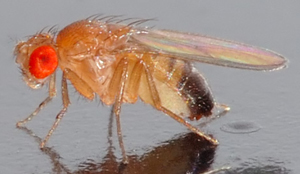 Freeze-tolerant Flies image: Freeze-tolerant Flies