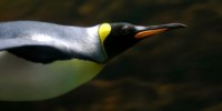 image: New Giant Penguin Reconstructed