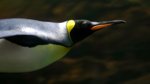 New Giant Penguin Reconstructed image: New Giant Penguin Reconstructed