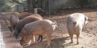 image: MRSA Found in Antibiotic-free Meat