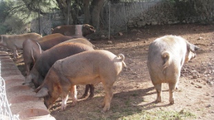 MRSA Found in Antibiotic-free Meat image: MRSA Found in Antibiotic-free Meat